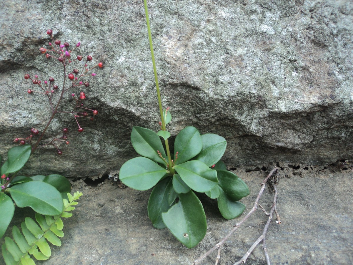 Talinum paniculatum (Jacq.) Gaertn.